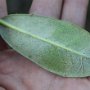 Blatt eines Rhododendron jakushimanum